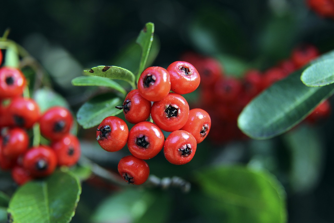 距痛击对手 距痛击对手